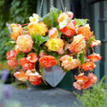 Splendide Ballerina Apricot Begonia - 5/6 cm Bulbs - 2 Bulbs