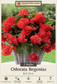 Red Glory Odorata Begonia - 2 Bulbs - 6/+cm Bulbs