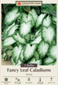 Fancy Aaron Caladium - Frosty White/Green Edge - 3 Bulbs -
