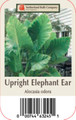Giant Upright Elephant Ear - Alocasia Odora -1 Bulb - 9/11 Bulb