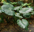 Giant Upright Elephant Ear - Alocasia Odora -1 Bulb - 9/11 Bulb