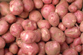 Red Norland Seed Potato - 6 Tubers - Heirloom - Great Taste!