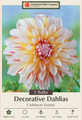 Caribbean Fantasy Dahlia - Creamy White & Red - 2 Bulb Clumps