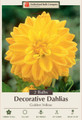 Golden Yellow Decorative Dahlia - 2 Top Size Root Clumps