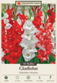 Valentine Mixture Gladiolus - Unique Blooms! - 10 Bulbs - 12/14 cm Bulbs