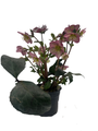 Surprise Christmas/Lenten Rose - Helleborus - 6" Pot