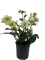 Surprise Christmas/Lenten Rose - Helleborus - 6" Pot