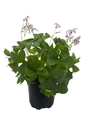 Amber Shamrock Oxalis Plant - Houseplant - 4" Pot