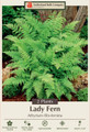 Lady Fern - Athyrium filix-femina - 2 Top Size Roots -Hardy