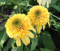 Lemon Drop Coneflower - Echinacea - 2.5" Pot - Fragrant