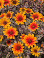 Orange Marble Heliopsis - Perennial - Orange Flowers - 3" Pot