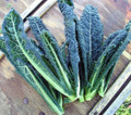 Dinosaur Lacinato/Tuscan Blue Kale Plant - 2.5" Pot