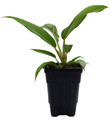 Jungle Boogie Philodendron- 2.5" Pot