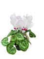 Blush Pink Persian Violet - Cyclamen - House Plant - 2.5" Pot