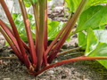 Canadian Red Rhubarb - Hardy - #1 Top Size Root - The Pie Plant!