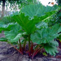 Canadian Red Rhubarb - Hardy - #1 Top Size Root - The Pie Plant!