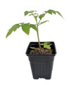 Baxter Early Bush Cherry Tomato Plant - 2.5" Pot