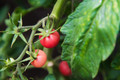 Pink Princess Cherry Tomato Plant - 2.5" Pot - Very Sweet!