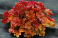 Northern Exposure™ Amber Heuchera - 4" Pot - Coral Bells- Shade Lover