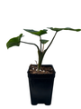 Coffee Cup Elephant Ear Plant - Colocasia - Black - 2.5" Pot