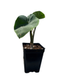 Coffee Cup Elephant Ear Plant - Colocasia - Black - 2.5" Pot