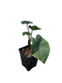 Coffee Cup Elephant Ear Plant - Colocasia - Black - 2.5" Pot