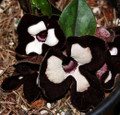 Panda Face Ling Ling Ginger - Asarum Maximum - Wildflower - 2.5" Pot