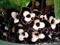 Panda Face Ling Ling Ginger - Asarum Maximum - Wildflower - 2.5" Pot