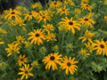 Glitters Like Gold Black-Eyed Susan - Rudbeckia - 2.5" Pot