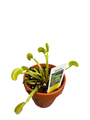 Venus Fly Trap Plant - CARNIVOROUS - 3" Clay Pot - Dionaea muscipula Dente