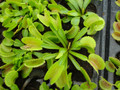Venus Fly Trap Plant - CARNIVOROUS - 3" Clay Pot - Dionaea muscipula Dente