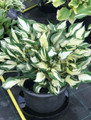 Fire and Ice Hosta - Plantain Lily - Hardy Shade Perennial - 4" Pot