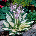 Fire and Ice Hosta - Plantain Lily - Hardy Shade Perennial - 4" Pot