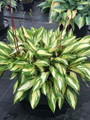 Cherry Berry Hosta - Plantain Lily - 4" Pot
