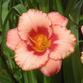 Strawberry Candy Daylily -  Hemerocallis -Quart Pot - Perennial