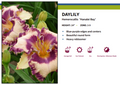 Hanalei Bay Daylily - Hemerocallis -Quart Pot - Perennial