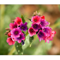 Raspberry Splash Lungwort Perennial - 4" Pot- Pulmonaria