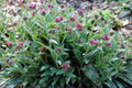 Raspberry Splash Lungwort Perennial - 4" Pot- Pulmonaria
