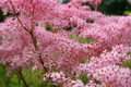 Red Umbrellas Meadowsweet Plant - 4 " Pot - Filipendula - SHADE
