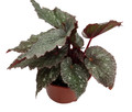 Shadow King Cool White Rex Begonia Plant - 4" Pot- Great Houseplant