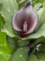 Arabian Night Calla Lily Bulb - 1 Bulb - 16/18 cm - Burgundy-Black Blooms
