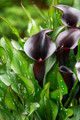 Arabian Night Calla Lily Bulb - 1 Bulb - 16/18 cm - Burgundy-Black Blooms