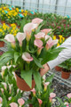 Strawberry Blush Calla Lily Bulb - 1 Bulb - 16/18 cm - Blushing Pink Blooms