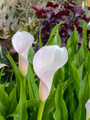 Strawberry Blush Calla Lily Bulb - 1 Bulb - 16/18 cm - Blushing Pink Blooms