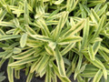 Platinum Blonde Lavender Herb - Quart Pot - Perennial - Indoors/Out