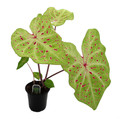 Miss Muffet Caladium - 4" Pot - Chartreuse with Red Specks