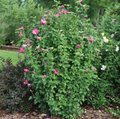 Paraplu® Red - Rose of Sharon - Hibiscus - 4" Pot - Proven Winners