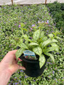 Dark Vader Pulmonaria - Lungwort Perennial - Gallon Pot