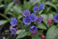 Dark Vader Pulmonaria - Lungwort Perennial - Gallon Pot