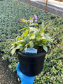 Dark Vader Pulmonaria - Lungwort Perennial - Gallon Pot